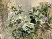 Enlarge photo 189