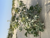 Enlarge photo 188
