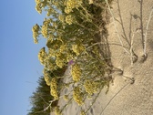 Enlarge photo 185