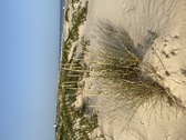Enlarge photo 184
