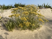 Enlarge photo 183