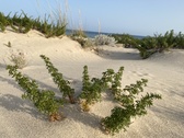 Enlarge photo 180