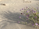 Enlarge photo 176