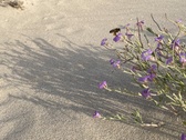 Enlarge photo 175