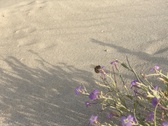 Enlarge photo 174