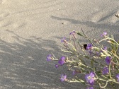 Enlarge photo 173