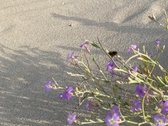 Enlarge photo 172