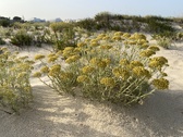Enlarge photo 171