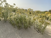 Enlarge photo 170