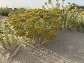Enlarge photo 169