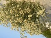 Enlarge photo 163