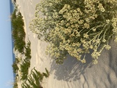 Enlarge photo 162