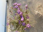 Enlarge photo 158