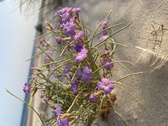 Enlarge photo 157