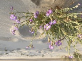 Enlarge photo 154