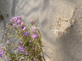 Enlarge photo 147