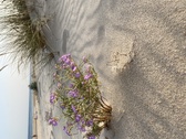 Enlarge photo 150