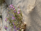 Enlarge photo 146