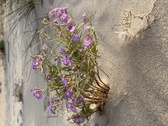 Enlarge photo 145