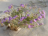 Enlarge photo 143