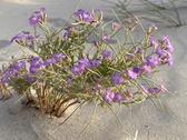 Enlarge photo 142