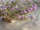 Enlarge photo 139