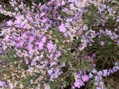 Enlarge photo 132