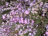 Enlarge photo 135