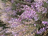 Enlarge photo 131