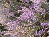 Enlarge photo 130