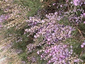 Enlarge photo 128