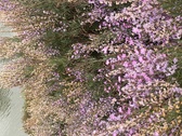 Enlarge photo 127
