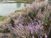 Enlarge photo 125