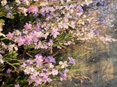 Enlarge photo 105