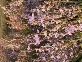 Enlarge photo 104