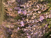 Enlarge photo 103
