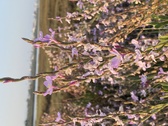 Enlarge photo 100