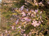 Enlarge photo 99