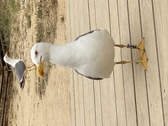 Enlarge photo 84