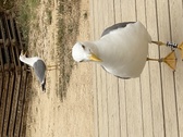 Enlarge photo 82