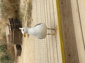 Enlarge photo 81