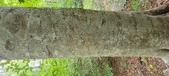 Enlarge photo 37