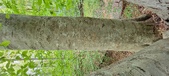 Enlarge photo 41