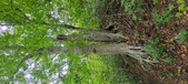 Enlarge photo 50