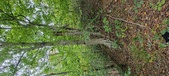 Enlarge photo 54