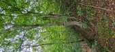 Enlarge photo 61