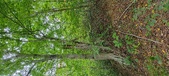 Enlarge photo 60