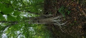 Enlarge photo 59