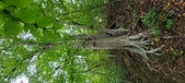 Enlarge photo 64