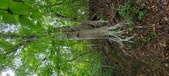 Enlarge photo 63